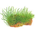 Leptodictyum riparium 