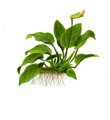 Anubias barteri nana