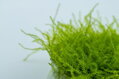 Leptodictyum riparium 