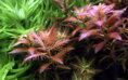 Proserpinaca palustris 'Cuba' 