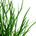 Lilaeopsis mauritiana