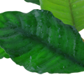 Anubias barteri 'Coffeifolia'