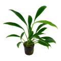 Anubias barteri var. angustifolia