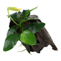 Anubias barteri var. nana na dreve