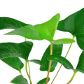 Anubias gracilis