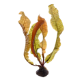 Aponogeton boivinianus
