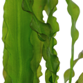Aponogeton crispus