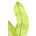 Aponogeton madagascariensis