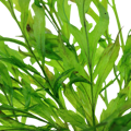 Bolbitis heudelotii