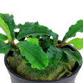 Bucephalandra pygmaea 'Bukit Kelam'