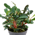 Bucephalandra sp. 'Red'