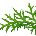 Ceratopteris thalictroides