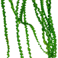 Crinum calamistratum