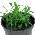 Cryptocoryne parva