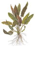 Cryptocoryne undulatus 'Red'