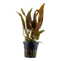 Cryptocoryne usteriana