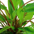 Cryptocoryne wendtii 'Green'
