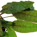 Cryptocoryne wendtii 'Tropica'