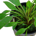 Cryptocoryne x willisii