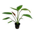 Echinodorus 'Barthii'