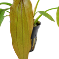 Echinodorus 'Red Diamond'