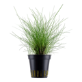 Eleocharis parvula