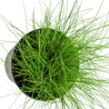 Eleocharis parvula