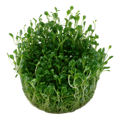 Glossostigma elatinoides