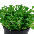 Glossostigma elatinoides