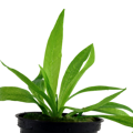Helanthium bolivianum 'Quadricostatus'