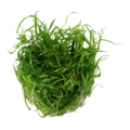Helanthium tenellum 'Green'