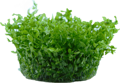 Hemianthus micranthemoides