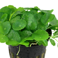Hydrocotyle verticillata