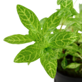 Hygrophila polysperma 'Rosanervig'