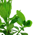 Hygrophila polysperma