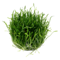 Lilaeopsis brasiliensis