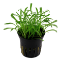 Lilaeopsis brasiliensis