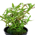 Limnophila hippuridoides