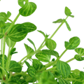 Lindernia rotundifolia