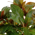 Ludwigia glandulosa