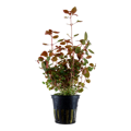 Ludwigia palustris 'Super Red'