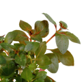 Ludwigia repens 'Rubin'