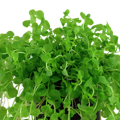 Micranthemum umbrosum