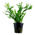 Microsorum pteropus 'Windeløv'