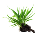 Microsorum pteropus na Nano dreve