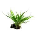 Microsorum pteropus na Nano dreve