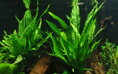 Microsorum pteropus XL na kameni