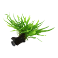 Microsorum pteropus 'Narrow' na dreve s prísavkou