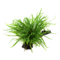 Microsorum pteropus 'Trident' na dreve
