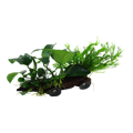 Microsorum sp. na dreve s prísovkou 